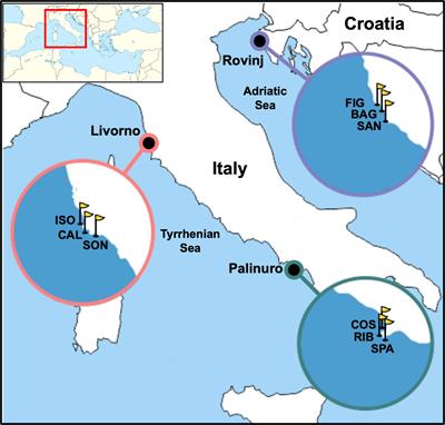 Integrative taxonomy approach to detect spatial and temporal variability of the Mediterranean benthic communities through artificial substrate units (ASUs)